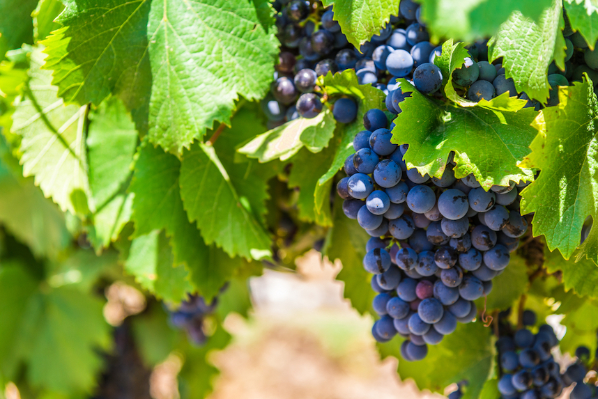 Wein und Nachhaltigkeit: Wenn Wein gr�n ist
