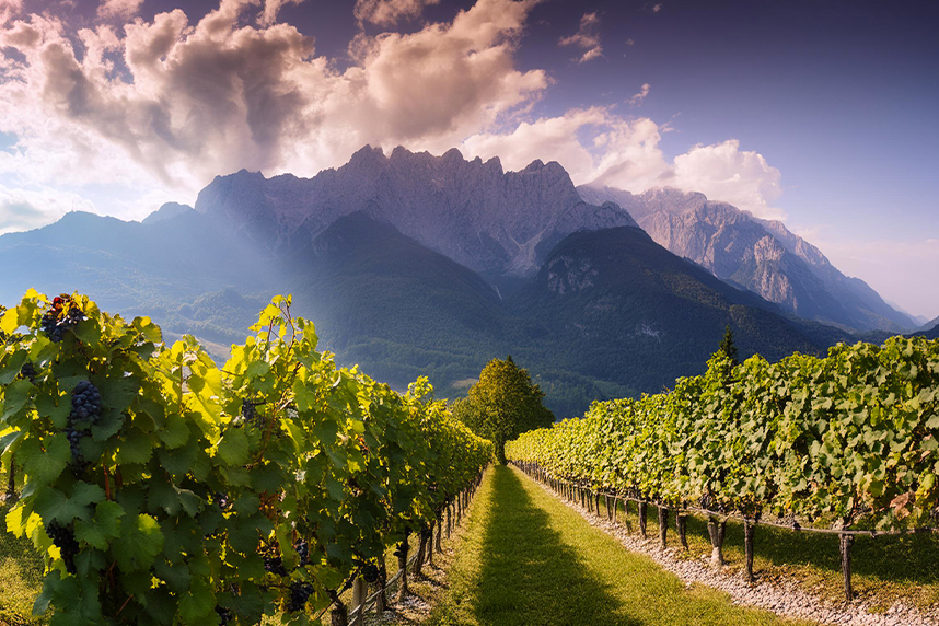 Erkundung der italienischen Weine: Eine Reise zwischen Primitivo und Pinot Noir