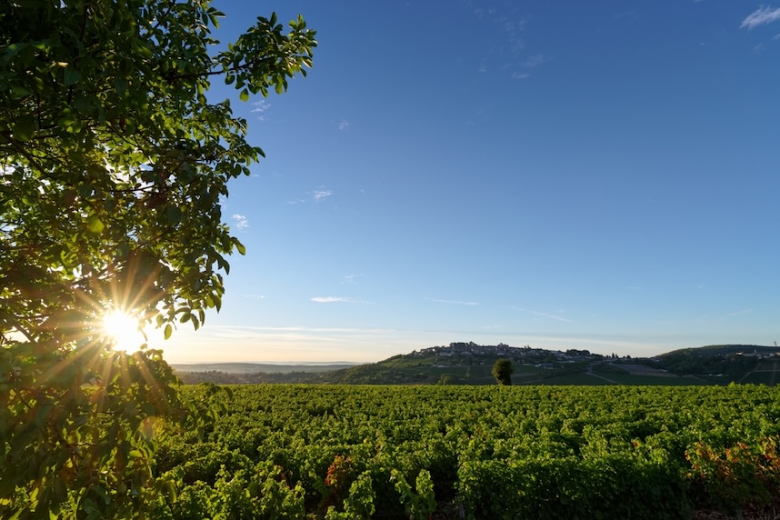 sauvignon blanc zone di produzione sauvignon blanc zone di produzione