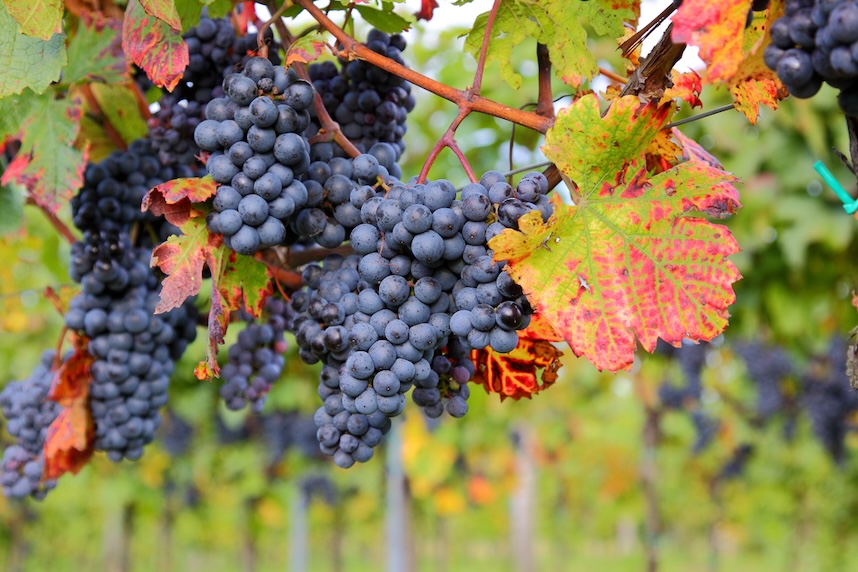 uva per cabernet sauvignon uva per cabernet sauvignon