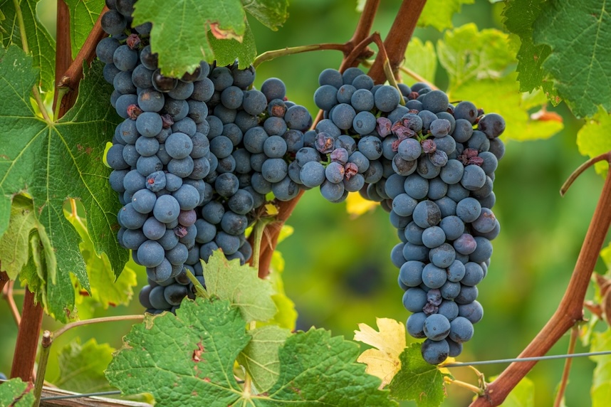 uve per vino nebbiolo langhe doc uve per vino nebbiolo langhe doc