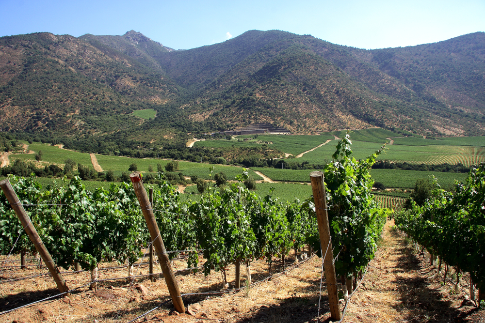 vigneti in cile vigneti in cile