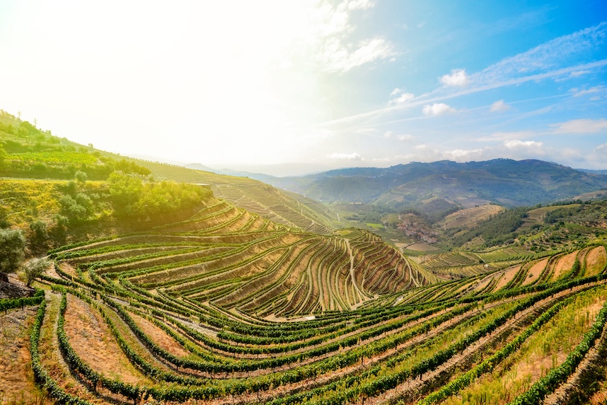 Weine aus Portugal - Region Douro-Tal Weine aus Portugal - Region Douro-Tal